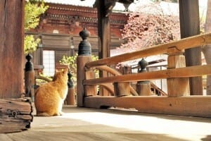 Japan Tours, Wabisabi