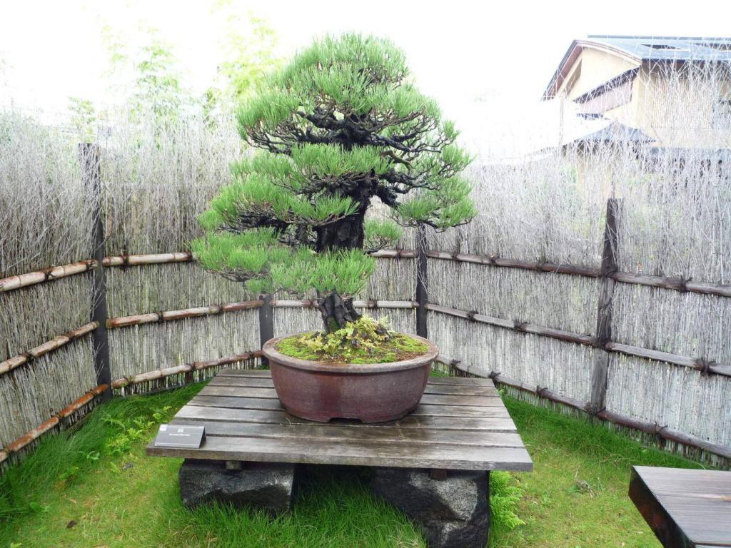 japanluxurytravel,luxuryfamilytraveljapan,luxurytraveljapan, luxurytraveltojapan, luxurytravelin japan, luxurylandoperatorin japan, luxurytravelagencyinjapan