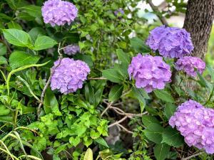hydrangea