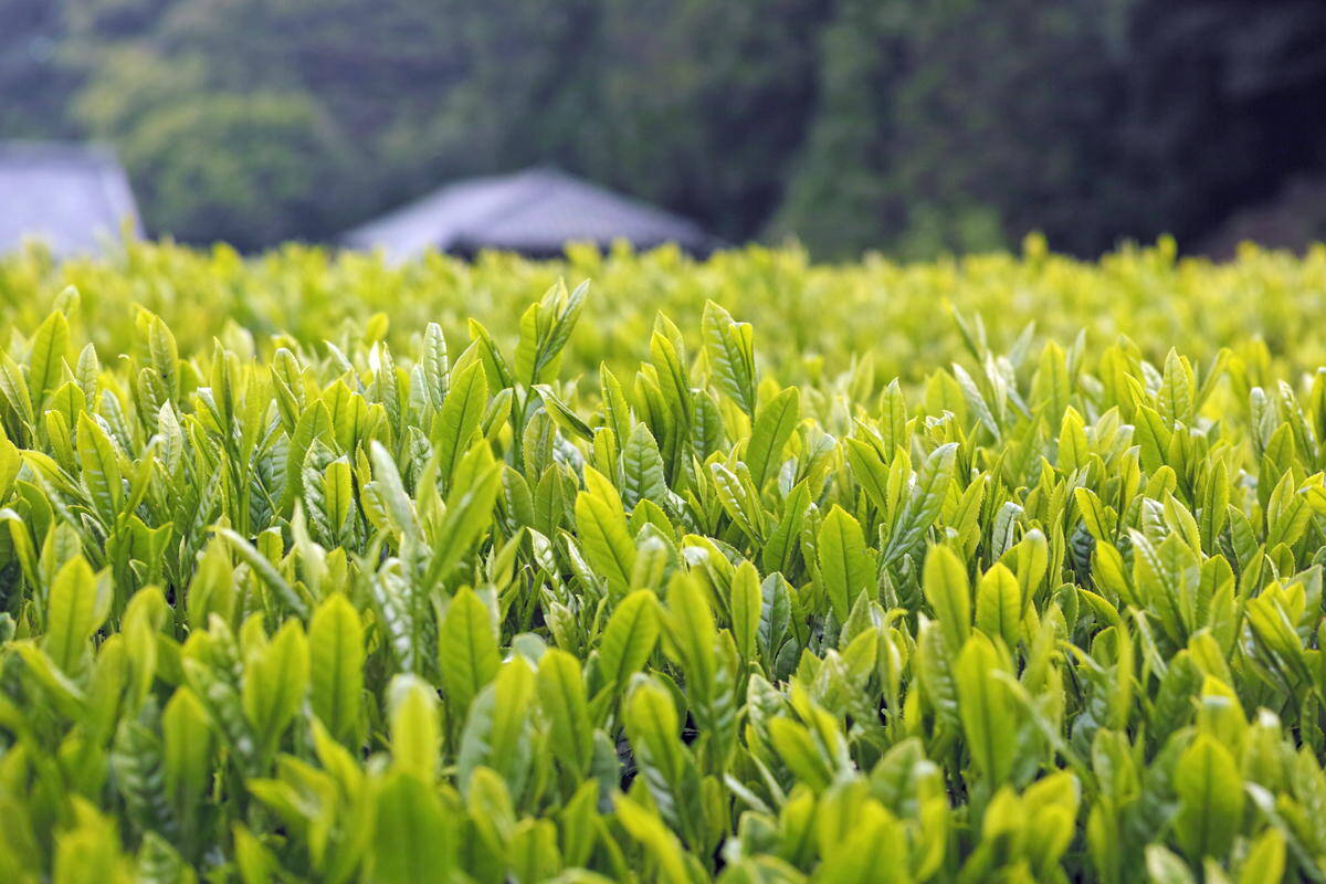 Green-tea-1