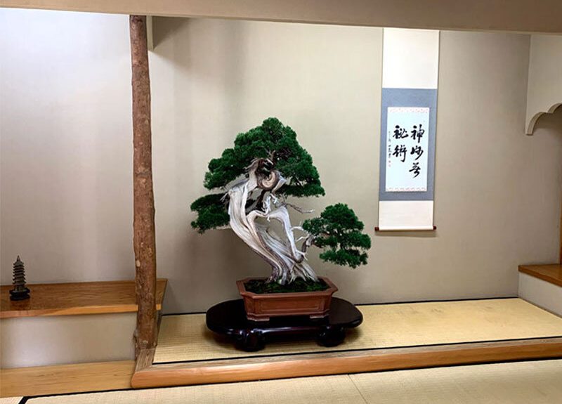 Bonsai-Museum Luxury Travel Japan Bonsai making experience